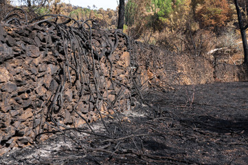 Obraz na płótnie Canvas Burned trees near a road in Pedrogao Grande after the wildfires