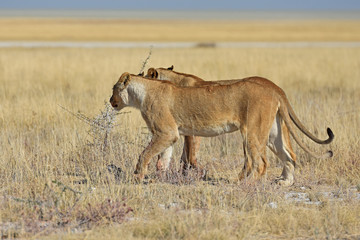 Löwinnen durchstreifen die Savanne im Etosha Nationalpark in Namibia