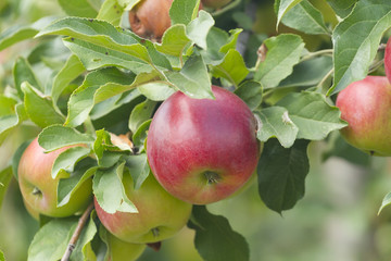 Ripe red apples grow on a tree