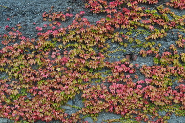 colorful background of autumn leaves
