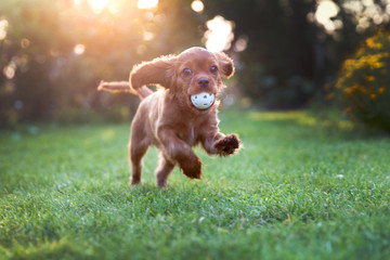 Happy puppy playing with ball - obrazy, fototapety, plakaty