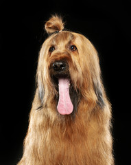Berger de Brie, Briard Dog on Isolated Black Background in studio