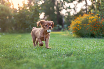 Happy puppy playing with ball © AnnaFotyma