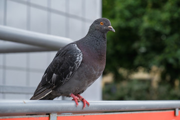 pigeon sitting on the railing near the store