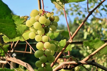 brush sweet fragrant green grapes in autumn garden