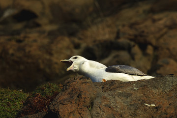 Fulmar squawking on cliff ledge at Hawkcraig Aberdour Scotland