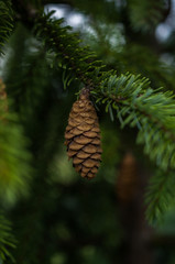Pine cones on tree