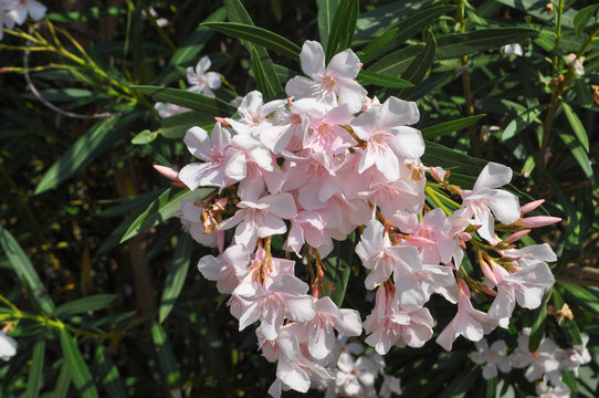 oleander tree flowers