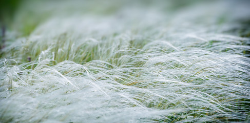 spring feather grass waving in the field. Web banner.