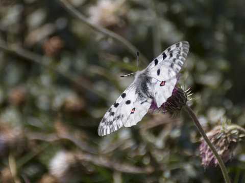 Parnassius apollo butterfly