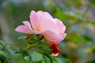 Obraz premium decadent pink rose at ending summer