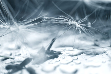 dandelion seeds with drops of water on a blue background  close-up