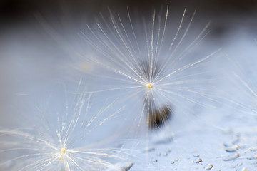 a drop of water on a dandelion. dandelion on a blue background with  copy space close-up