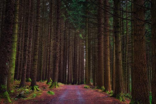 Dirt road in the Tollymore Forest Park