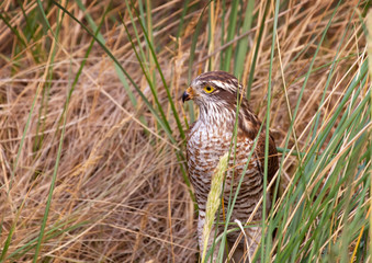 falcon