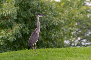 Great Blue Heron Standing on Grass, Portrait