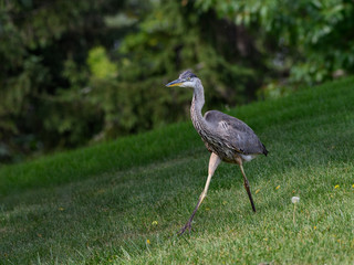 Great Blue Heron Walking on Grass, Portrait