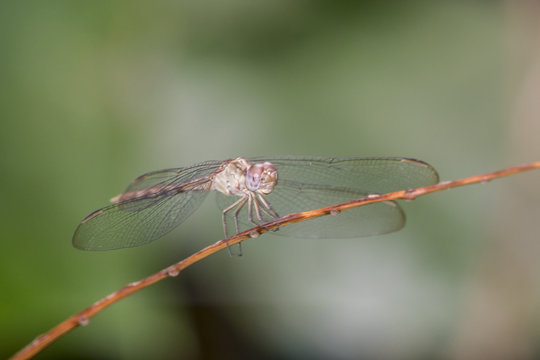 dragonfly is an insect belonging to the order Odonata, infraorder Anisoptera