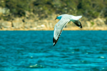 Seagull 3