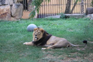 big lion lies in a spacious enclosure on the grass in the zoo and looks © Людмила Казак