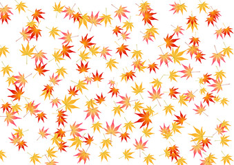 Obraz premium 秋のカエデの紅葉の白の背景