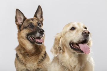 Portrait of a couple of expressive dogs, a German Shepherd dog and a Golden Retriever dog against white background
