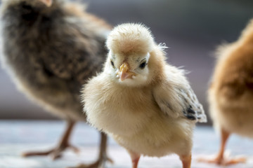 chicken chick ,Gallus gallus domesticus