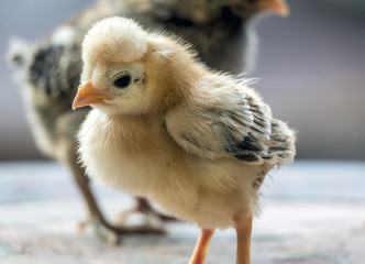 chicken chick ,Gallus gallus domesticus