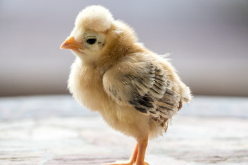 chicken chick ,Gallus gallus domesticus
