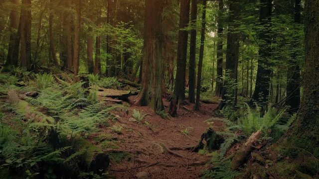 Track Through Woods At Sunset