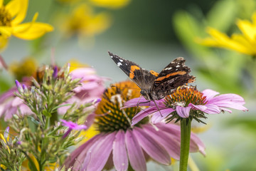 Vanessa atalanta,red admiral butterfly