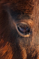 Eye of a horse