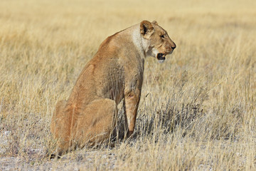 Löwenweibchen (panthera leo) im Etosha Nationalpark in Namibia