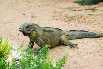 Rhinoceros iguana Cyclura cornuta