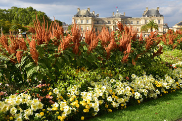 Fleurs du jardin du Luxembourg à Paris, France