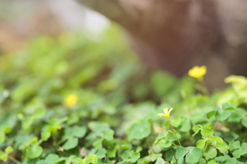 nature view of green leaf in garden under sunlight. using as a background or wallpaper.