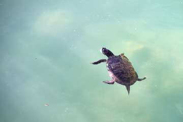 Obraz premium Schwimmende Schildkröte