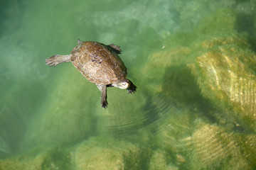 Schwimmende Schildkröte