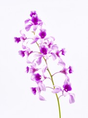 Fototapeta na wymiar Pink flowers of the orchid.