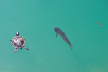 Schildkröte mit Forellen