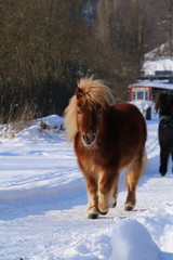 Shetland pony in the snow