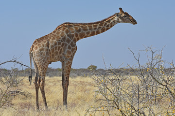 Giraffe (giraffa camelopardalis) im Etosha Nationalpark (Namibia) bei der Futtersuche