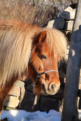 Shetland pony