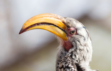 Southern yellow-billed hornbill (Tockus leucomelas)