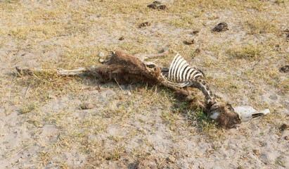 Obraz na płótnie Canvas Carcass of a donkey in Botswana