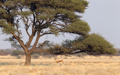 Springbok antelope (Antidorcas marsupialis) under a tree in the Kalahari