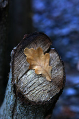 autumn tree leafs forest 