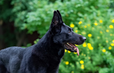 Adult German Shepherd dog