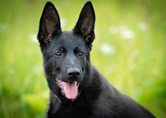 German shepperd puppy