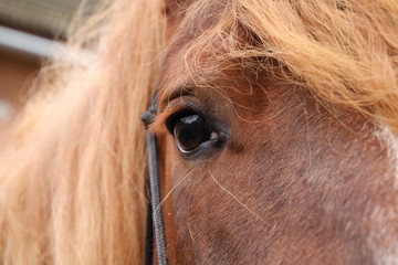 Eye of a horse